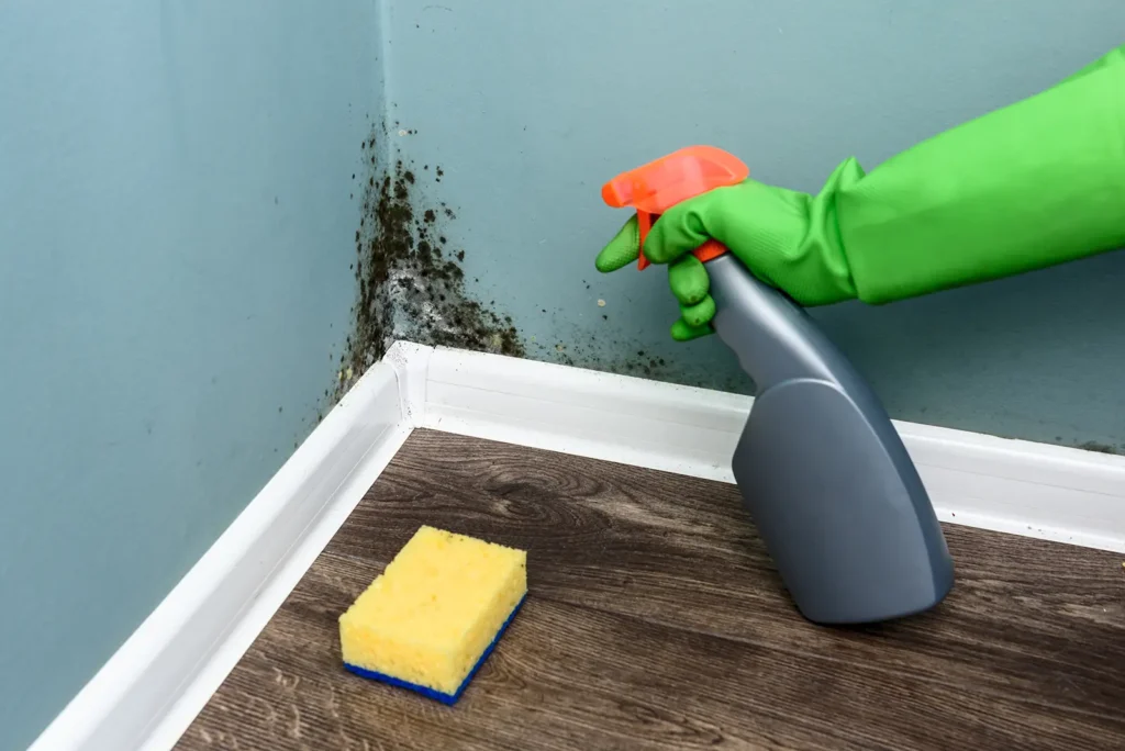 673d1f207be69e25b6dd82dd spray bottle and sponge near black mould wall 2023 11 27 05 13 33 utc copy