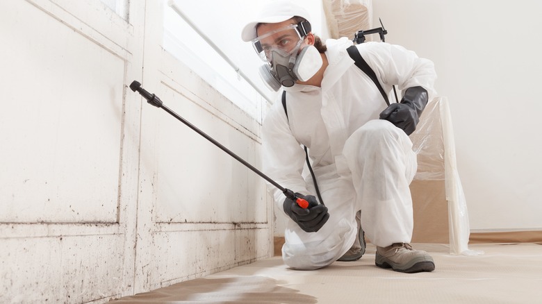 mold,remediation,service:,a,professional,worker,spraying,products,to,remove mold,remediation,service:,a,professional,worker,spraying,products,to,remove